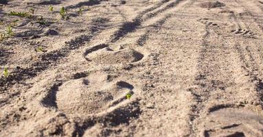 Spur des Hufes des Pferdes auf der Sandstraße im Wald foto