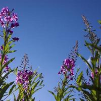 blühendes weidenkraut, ivan tee am blauen himmel. Weidenröschenwiese. Weidenkräutertee, foto