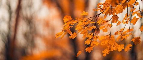 fallende gelbe blätter im park bokeh hintergrund mit sonnenstrahlen. herbstliche Naturlandschaft. schöne nahaufnahme, goldenes blattpanorama, unscharfes waldlaub. idyllisches Herbstbanner. friedlich draußen foto