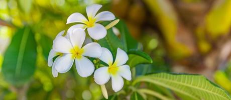 boomende gelb-weiße Frangipani oder Plumeria, Badekurortblumen mit grünen Blättern auf Baum im Abendlicht mit natürlichem unscharfem grünem Hintergrund. liebe Blumennahaufnahme, exotische Natur. tropisches Gartenmuster foto