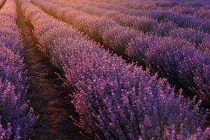 nahaufnahme von büschen lavendel blühenden duftenden feldern bei sonnenuntergang. lavendel lila aromatische blumen auf lavendelfeldern der französischen provence in der nähe von paris. foto