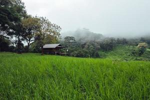 Reisfeldurlaub, Menschen in Hütten und Reisterrassen foto