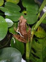 ein Frosch auf dem Teich zwischen den Wasserpflanzen. Dieses Foto eignet sich für alles, was mit Natur, Umwelt, Tierwelt, Amphibien, Teich, Ökosystem, biologischer Vielfalt und Biodiversität zu tun hat.