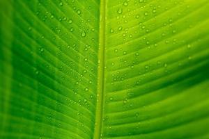 Nahaufnahme des grünen Bananenblatthintergrundes mit Details eines mit Wassertröpfchen bedeckten Blattes. makro lebendige pflanze natur organisch. abstraktes grünes Blattlicht. foto