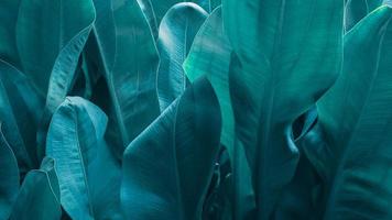der hintergrund von grün und der farbstoff der herbstblätter sind perfekt, nahaufnahme abstrakter grüner blatttexturhintergrund tropische blätter färben. foto