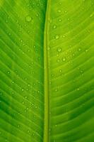 Nahaufnahme des grünen Bananenblatthintergrundes mit Details eines mit Wassertröpfchen bedeckten Blattes. makro lebendige pflanze natur organisch. abstraktes grünes Blattlicht. foto
