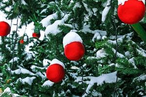 weihnachtsrote kugeln, die an einem schneebedeckten zweig eines weihnachtsbaums auf einem festlichen hintergrund aus weißem schnee und schneebedecktem bokeh mit kopienraum hängen. foto