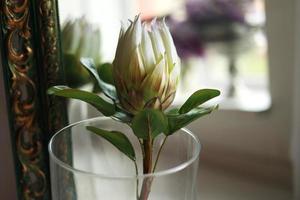 Eine große Blume aus königlich weißem Protea mit grünen Blättern steht in einer Glasvase vor dem Hintergrund des skandinavischen Interieurs foto