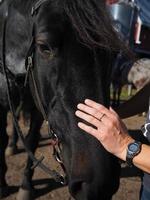 Pferd stupst menschliche Hand an foto