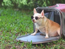 fetter brauner chihuahua-hund mit sonnenbrille, der in einer rosa stofftragetasche für reisende auf grünem gras im garten sitzt und wegschaut, bereit zu reisen. sicheres reisen mit tieren. foto