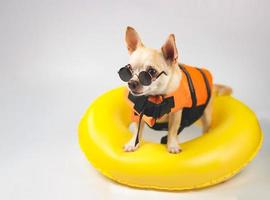 süßer brauner Kurzhaar-Chihuahua-Hund mit Sonnenbrille und orangefarbener Schwimmweste oder Schwimmweste, der im gelben Schwimmring steht und den Kopierraum betrachtet, isoliert auf weißem Hintergrund. foto