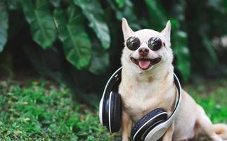 brauner chihuahua-hund, der sonnenbrille und kopfhörer um den hals trägt und auf grünem gras im garten sitzt. foto