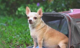 Brauner Chihuahua-Hund, der vor einer rosafarbenen Reisetasche aus Stoff auf grünem Gras im Garten sitzt und die Kamera anschaut, bereit zu reisen. sicheres reisen mit tieren. foto