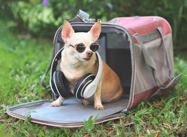 brauner chihuahua-hund mit sonnenbrille und kopfhörern um den hals sitzend in rosa stoff reisender haustiertragetasche auf grünem gras im garten, bereit zu reisen. sicheres reisen mit tieren. foto