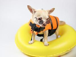 süßer brauner Kurzhaar-Chihuahua-Hund mit Sonnenbrille und orangefarbener Schwimmweste oder Schwimmweste, der im gelben Schwimmring steht, isoliert auf weißem Hintergrund. foto