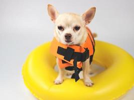 süßer brauner Kurzhaar-Chihuahua-Hund mit orangefarbener Schwimmweste oder Schwimmweste, der im gelben Schwimmring steht, isoliert auf weißem Hintergrund. foto