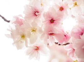 rosa und weiße Kirschblüten foto