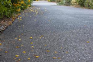 Gelber Holunder, Trompetenbusch, Trompetenblume, die auf einer asphaltierten Straße auf dem Land fällt. foto