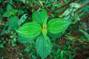 Closeup kleine Balsampflanze im indonesischen Wald mit selektivem Fokus. Blühender kleiner Balsam im Juli. foto