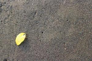 gelbes Blatt auf dem Strandsand. mit sonnenaufgang foto