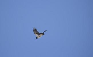 Vogel im Himmel. Krähe auf blauem Hintergrund. foto