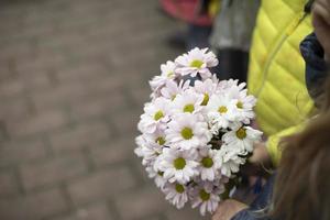 Strauß Gänseblümchen. Blumen in der Hand. Erinnerungsblumen. foto
