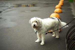 Hund ist auf Parkplatz angebunden. Haustier mit weißen Haaren. foto
