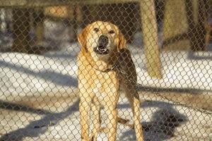 Hund ist hinter Gittern. Zwinger für Hunde. foto