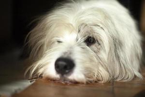 Hund liegt auf dem Boden. die Schnauze des Hundes. tier zu hause langweilt sich. foto