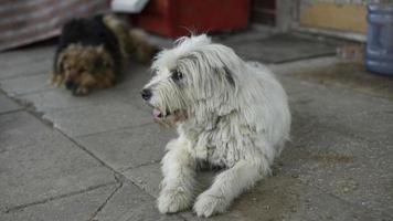 Hund mit weißem Fell. Tierschutztür. foto