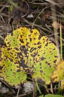 Natur im Wald. Pflanzen im Herbst. foto