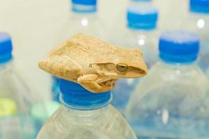 Frosch auf Wasserflasche foto