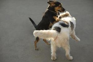 Hunde spielen draußen. Haustiere kämpfen. Hunde laufen auf Asphalt. foto