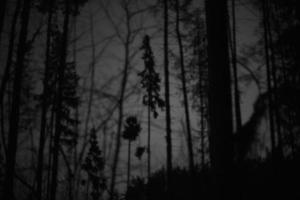 Wald bei Nacht. Bäume im Dunkeln. Silhouette des Waldes. foto