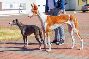 ein Porträt eines ibisanischen Jagdhundes in perfektem Zustand vor der Kulisse des Sommerplatzes. foto