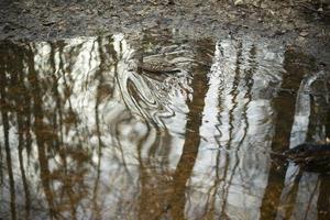 Enten im Wasser. Wasservögel. Welle der Bewegung. foto