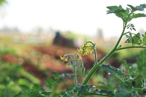 Blühende Tomatenpflanzen bereit zur Produktion foto