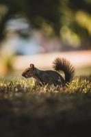 graues Eichhörnchen im Park foto