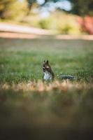 graues Eichhörnchen im Park foto