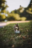 graues Eichhörnchen im Park foto