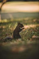 graues Eichhörnchen im Park foto