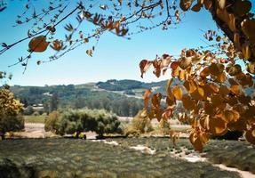 Herbstlaub und Lavendelfeld foto