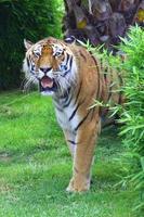 Tiger im Zoo foto