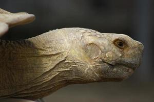 Schildkröte im Zoo foto
