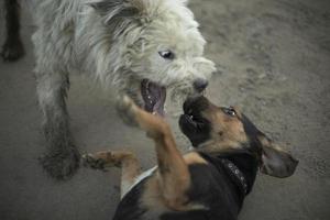 Hunde kämpfen. Tierkämpfe. Haustierbiss. Kampf der Bestien. foto