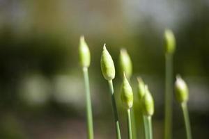 Gartenpflanze. Blume im Blumenbeet. Schönheit der Sommerpflanzen. foto