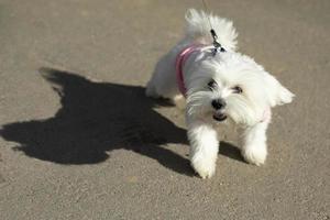 kleiner Rassehund in Kleidung auf der Straße. süßes Haustier. weißer Mantel. foto