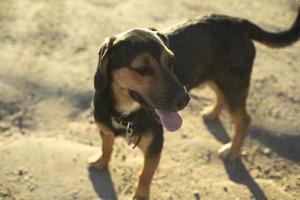 Mischlingshund. Haustier auf der Straße. Hund mit Wolle. s foto