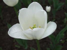 weiße Tulpe. Frühlingsblume. Nahansicht foto