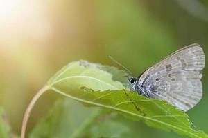 ein Schmetterling auf einem Blatt in den Strahlen der Sonne. foto